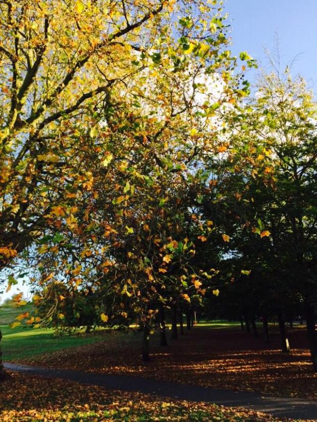 10442888_10152806044766950_4792083905529776279_n